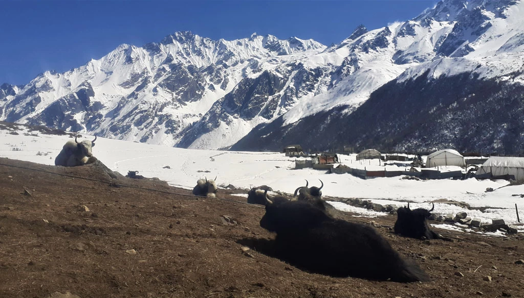 The view towards the Ganga La pass pictured from Kyanjin Gompa.