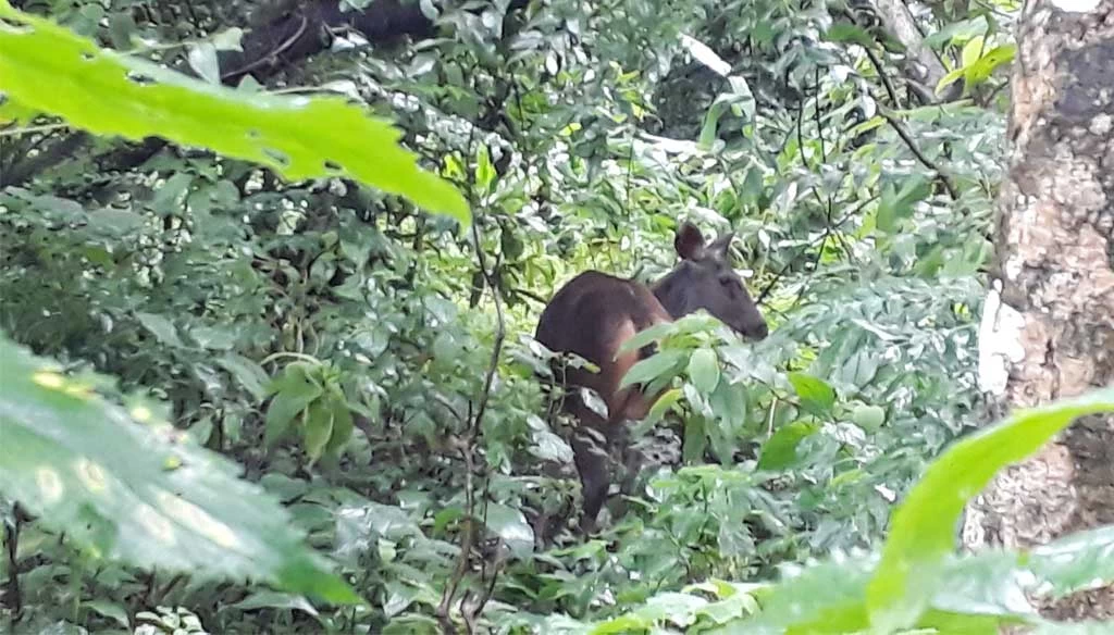 Sambar deer spotted during the Jungle walk on Chitwan luxury holiday tour
