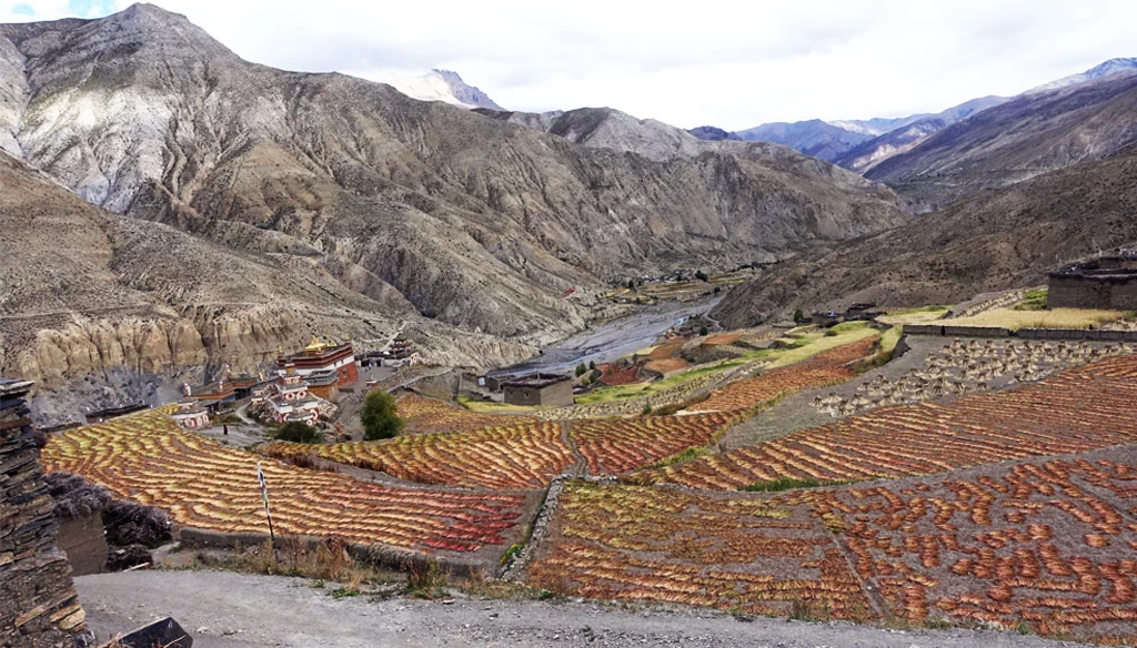 Before the barley harvest they dry it for few days. Saldang in Upper Dolpo trekking.