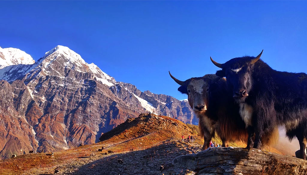 Yak In the Himalaya