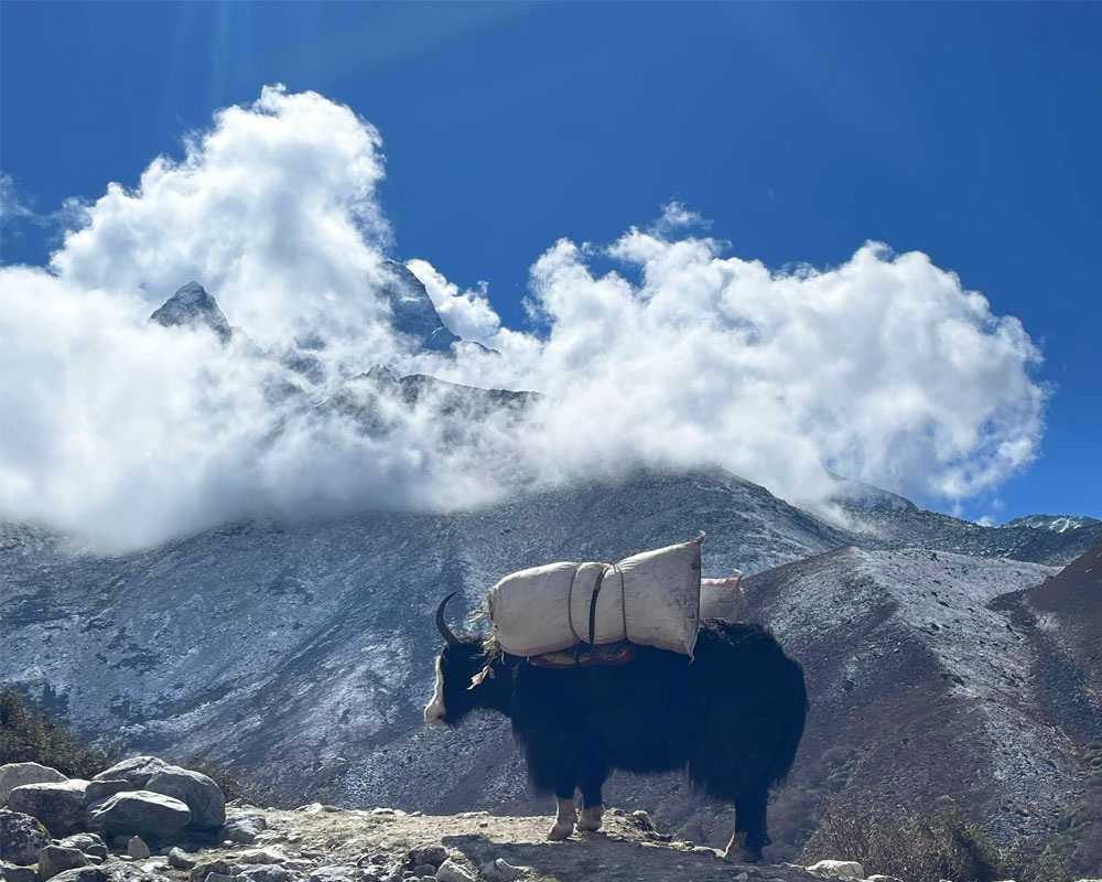 yak carrying goods