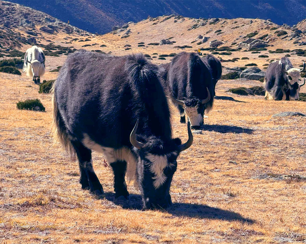 himalayan Yak