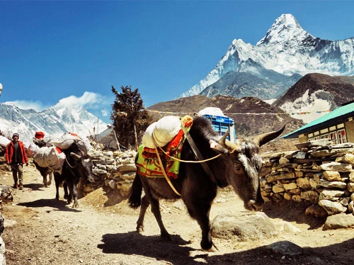 Ama Dablam Base Camp Trek