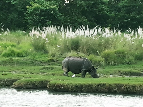Chitwan National park safari tour