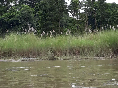 Gharial crocodile as pictured on the Chitwan Luxury holiday tour