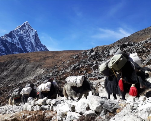  yak