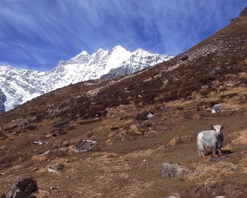  Yak
