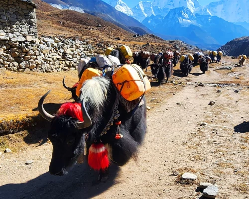  Himalayan Yak