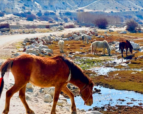  Horse