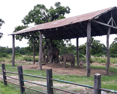 Elephant In Chitwan National Park