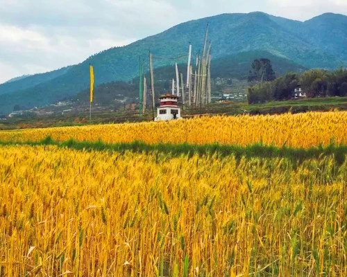 Farm In Bhutan