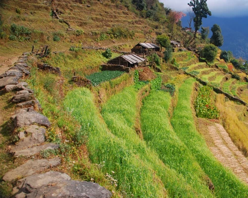 Farm Land During Ghorepani Trek