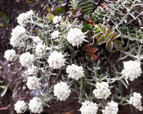 Flowers On The Way