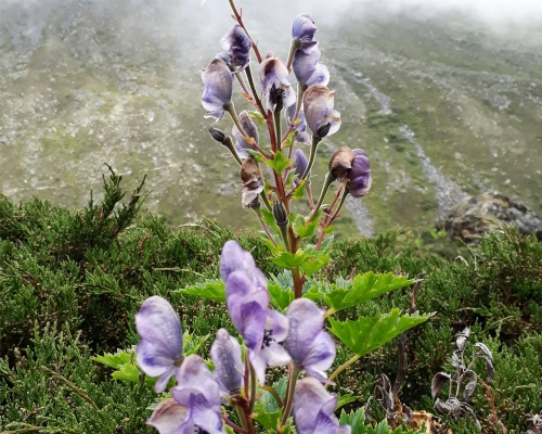 Forest And Flower