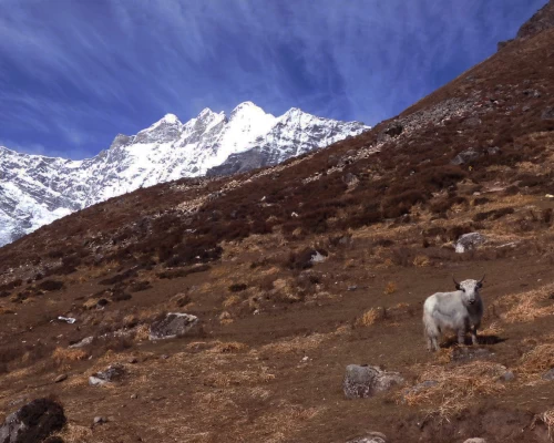 Himalayan Yak