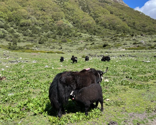 Himalayan Yaks