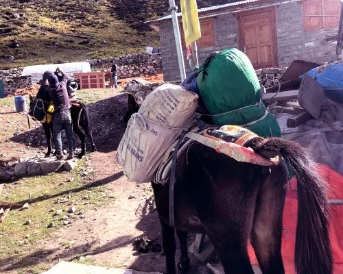 Horse