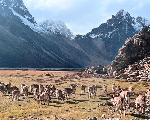 Kanchenjunga Trail
