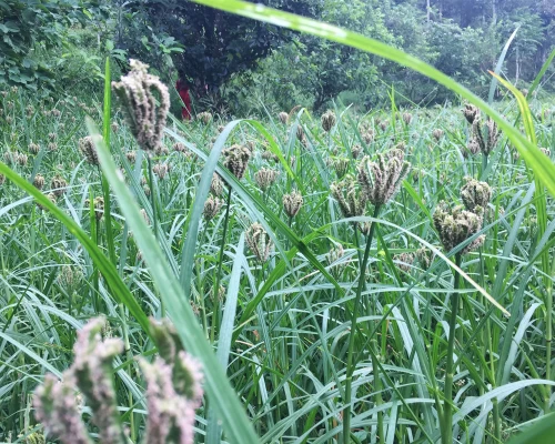 millet farm