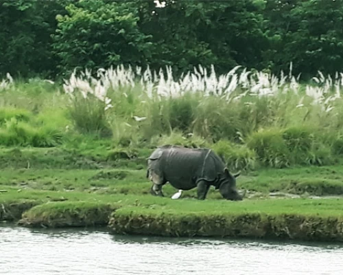 One Horn Rhino