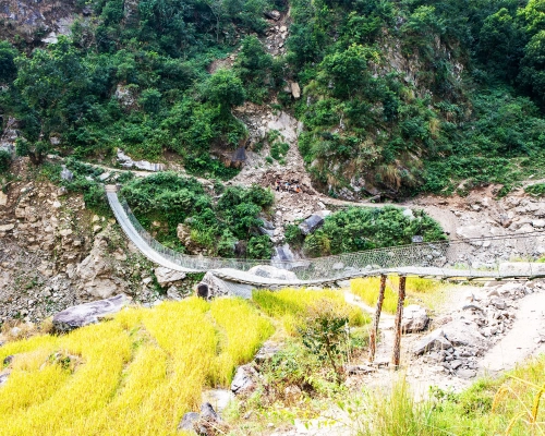 paddy field and bridge