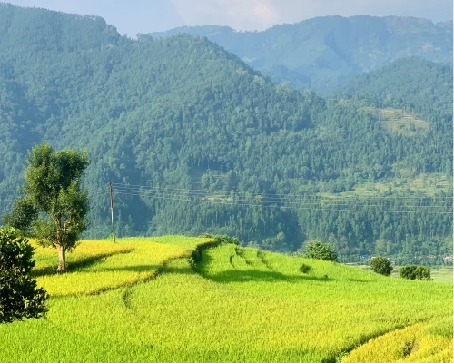 Paddy Field