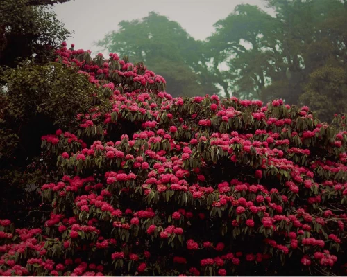 Rhododedron Flower