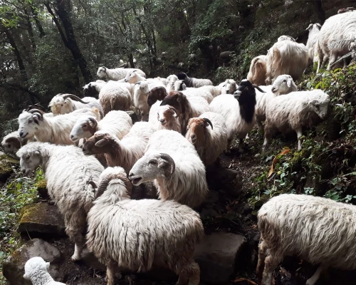Sheep