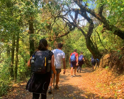 Trekking Through Jungle