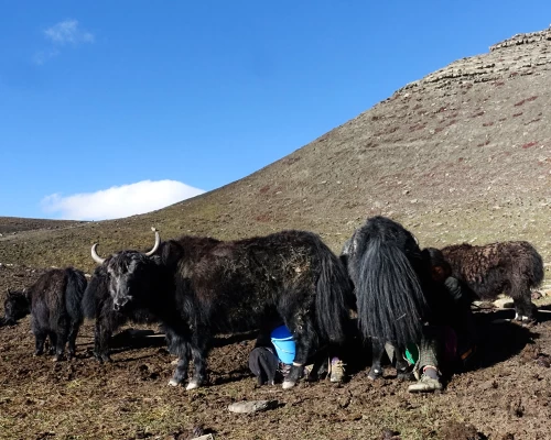 Yak Farm