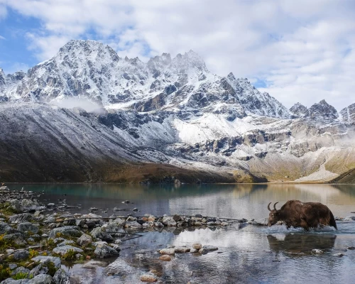 Yak In Langtang Himalaya