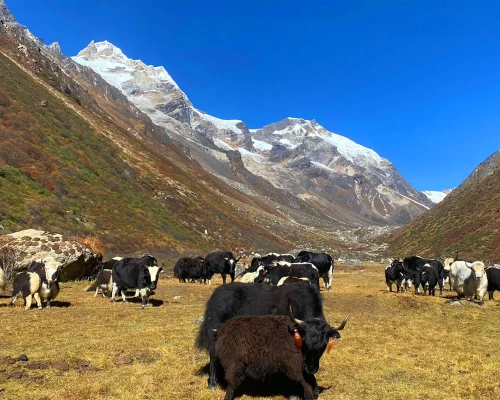 Yak In The Kanchenjunga Himalaya