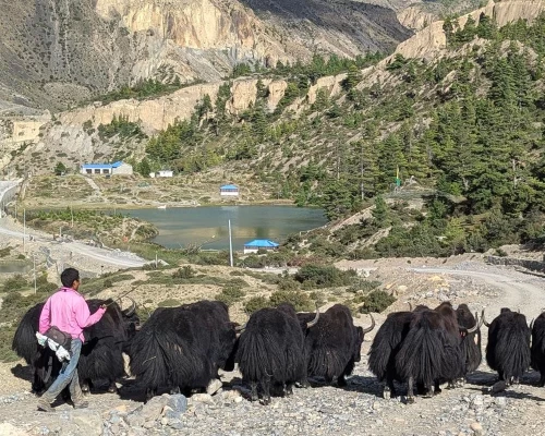 Yak In The Mustang