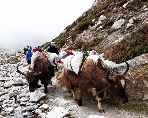 Yak Transportation