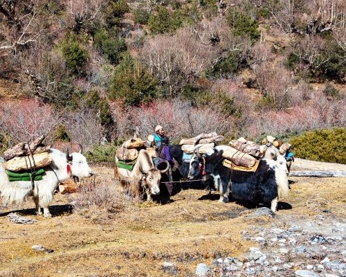 yak