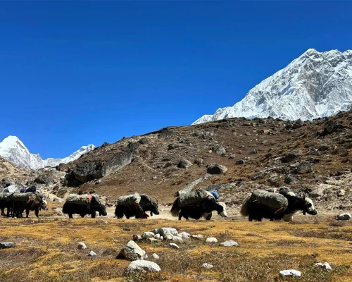 Yaks Heading To Base Camp