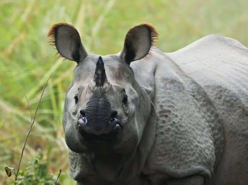 Rhino in Chitwan national park Nepal.